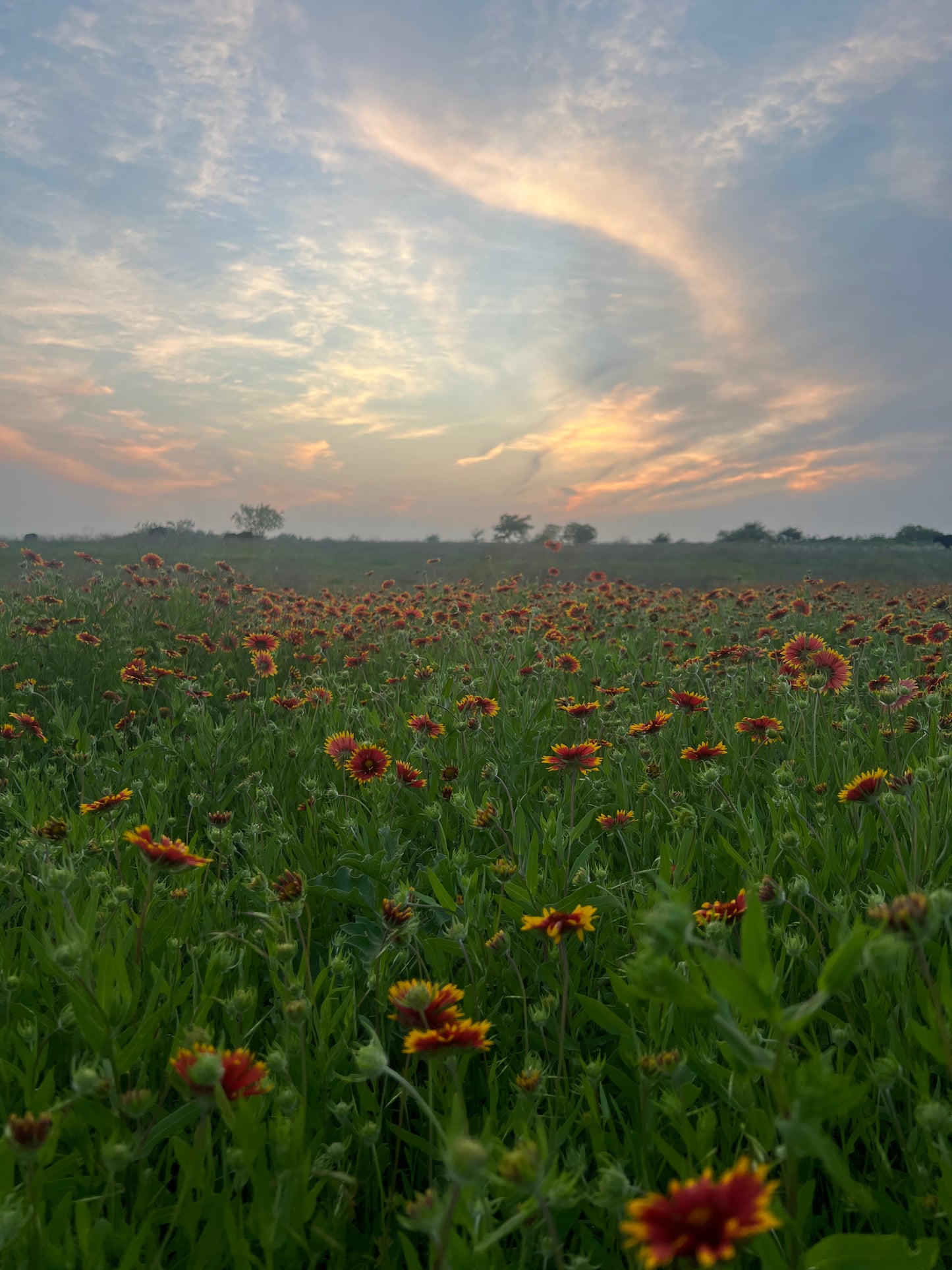 Your Fall Planting Checklist for the Best Spring flowers