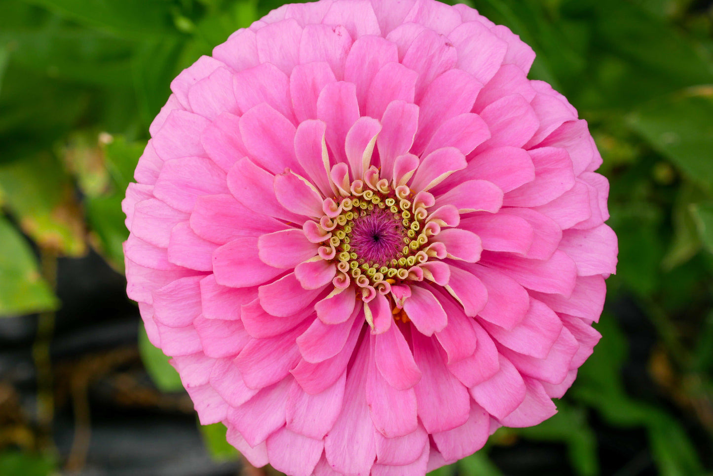 Close up of a pink zinnia dahlia form in a Texas flower farm