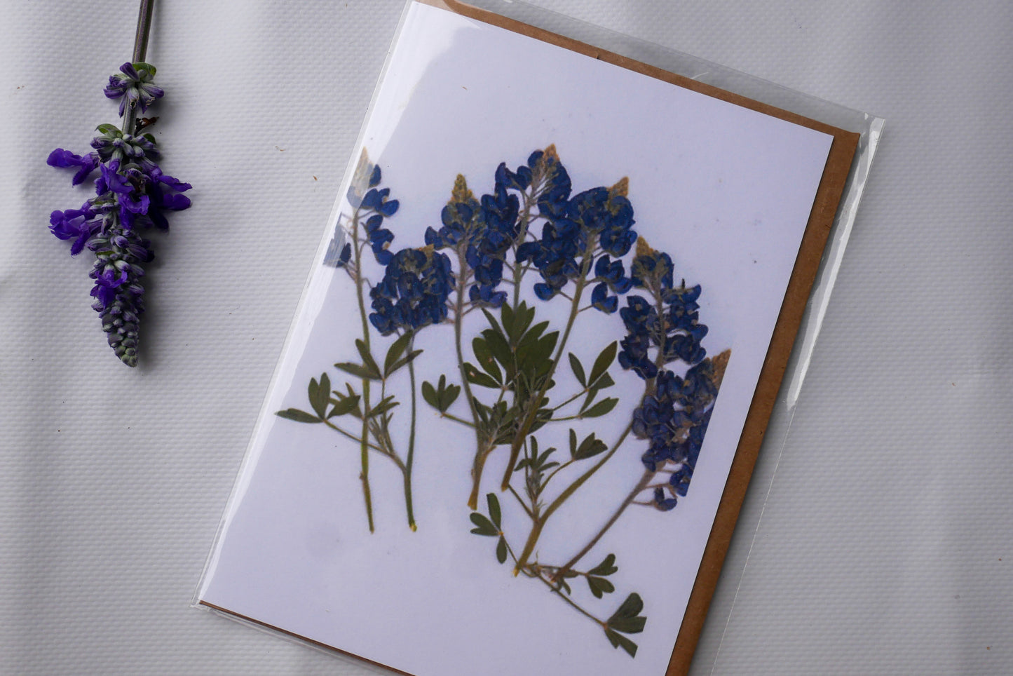 Texas bluebonnet blank greeting card