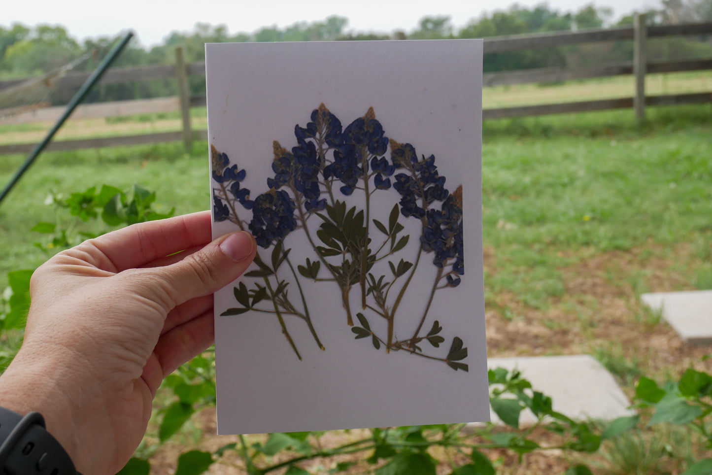 Texas bluebonnet blank greeting card