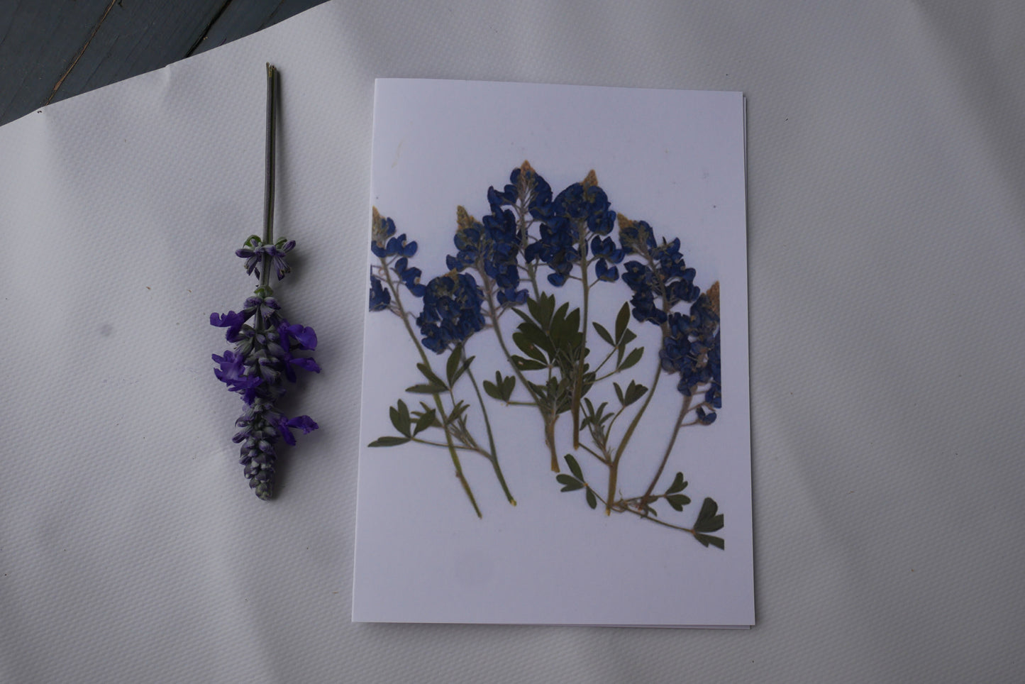 Texas bluebonnet blank greeting  card