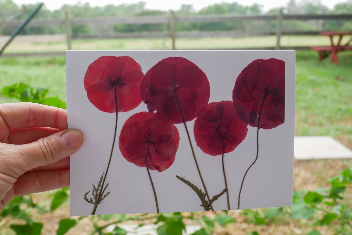 Pressed red poppy greeting card wall art