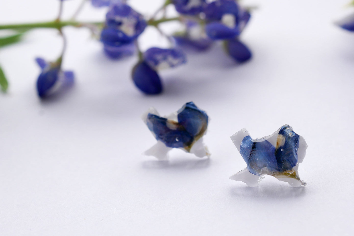 Texas bluebonnet stud earrings, pressed bluebonnet studs, Texas shaped studs, real bluebonnet earrings, Texas jewelry gift