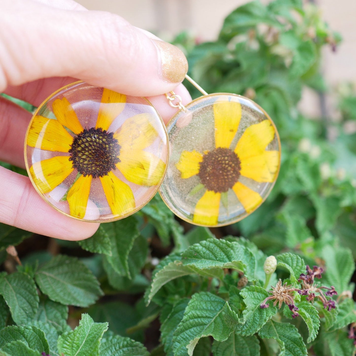 Pressed flower black  Eyed Susan earrings