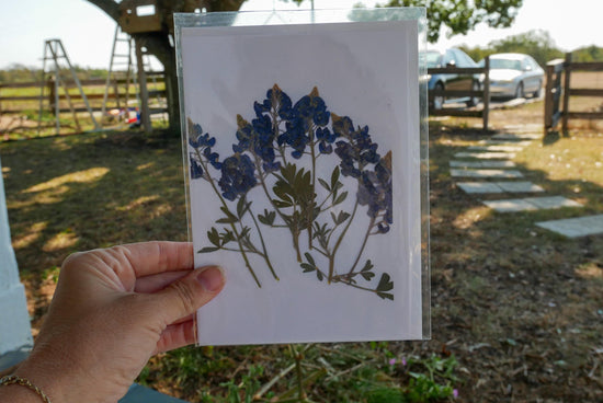 Pressed Texas wildflower greeting cards, bluebonnet art, Texas native flower art, set of cards