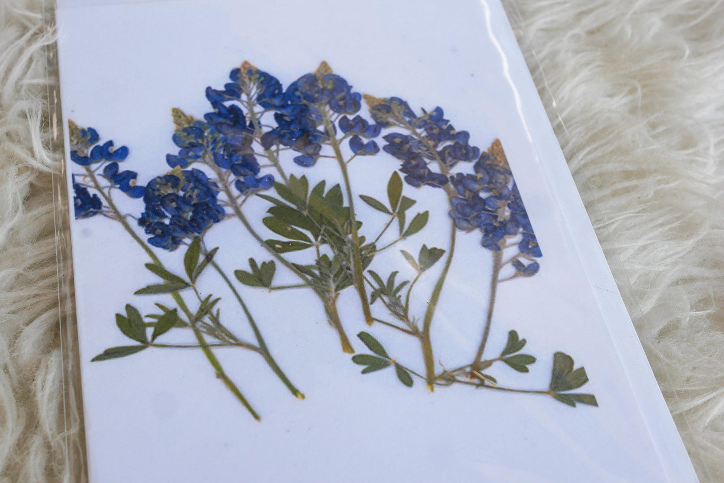 Pressed Texas wildflower greeting cards, bluebonnet art, Texas native flower art, set of cards