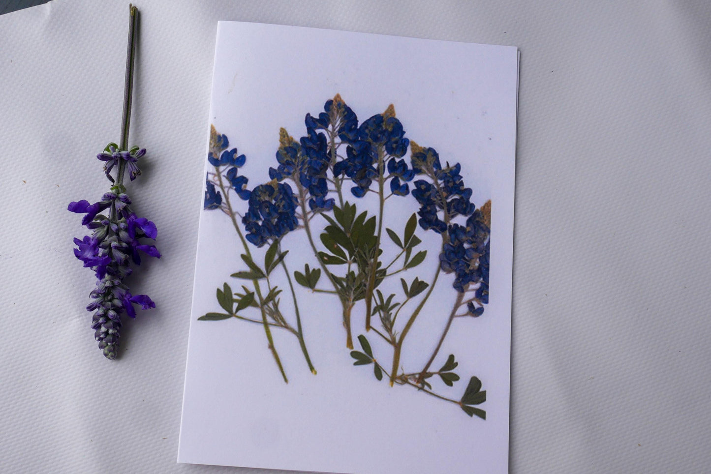 Pressed Texas wildflower greeting cards, bluebonnet art, Texas native flower art, set of cards
