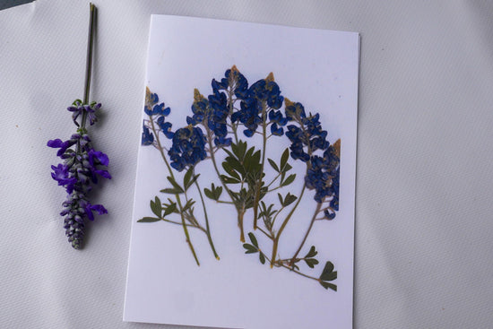 Pressed Texas wildflower greeting cards, bluebonnet art, Texas native flower art, set of cards