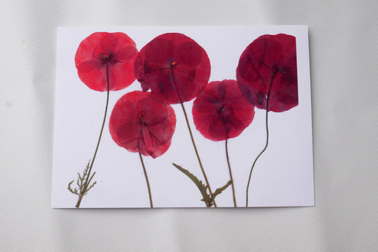 Pressed red poppy greeting card wall art