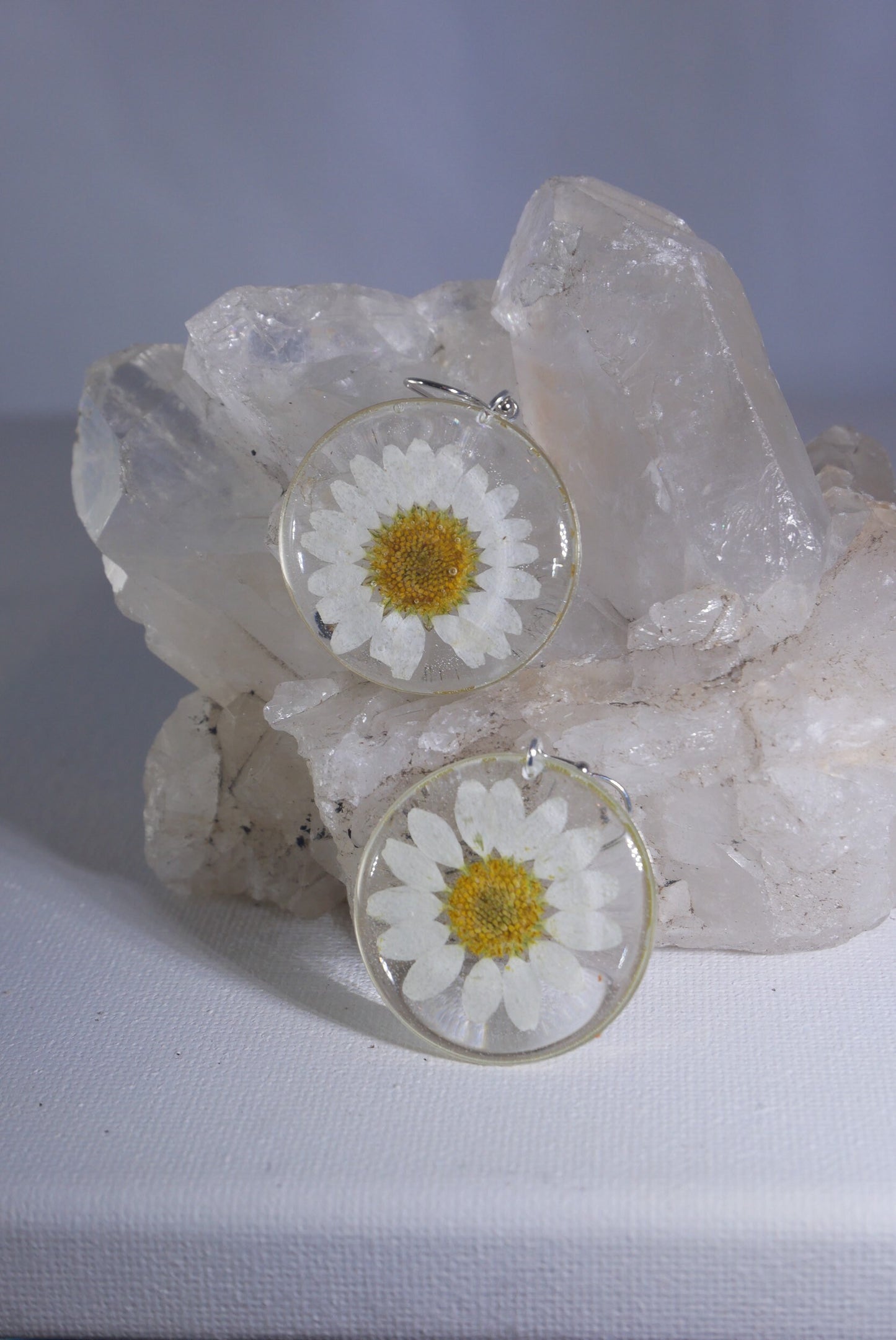 Pressed flower daisy earrings, real flowers,  silver statement dangles,  terrarium earrings, real flower jewelry