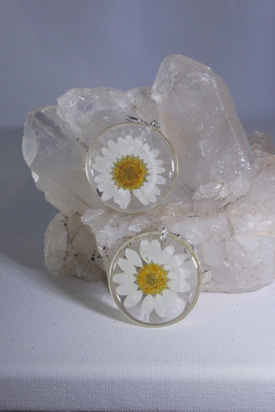 Pressed flower daisy earrings, real flowers,  silver statement dangles,  terrarium earrings, real flower jewelry