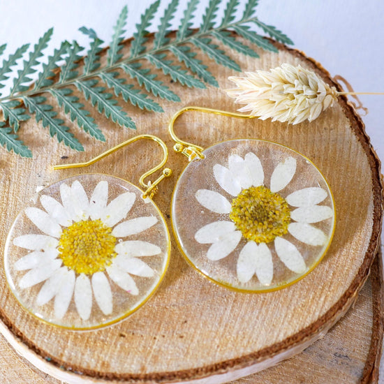 Pressed flower daisy earrings,   gold dangles,  real flower jewelry, terrarium earrings