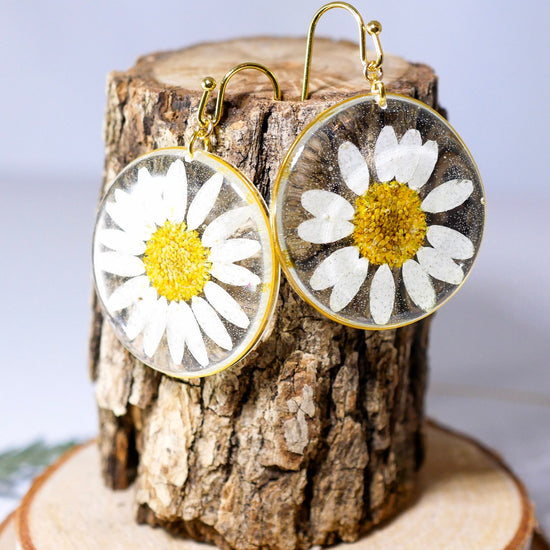 Pressed flower daisy earrings,   gold dangles,  real flower jewelry, terrarium earrings