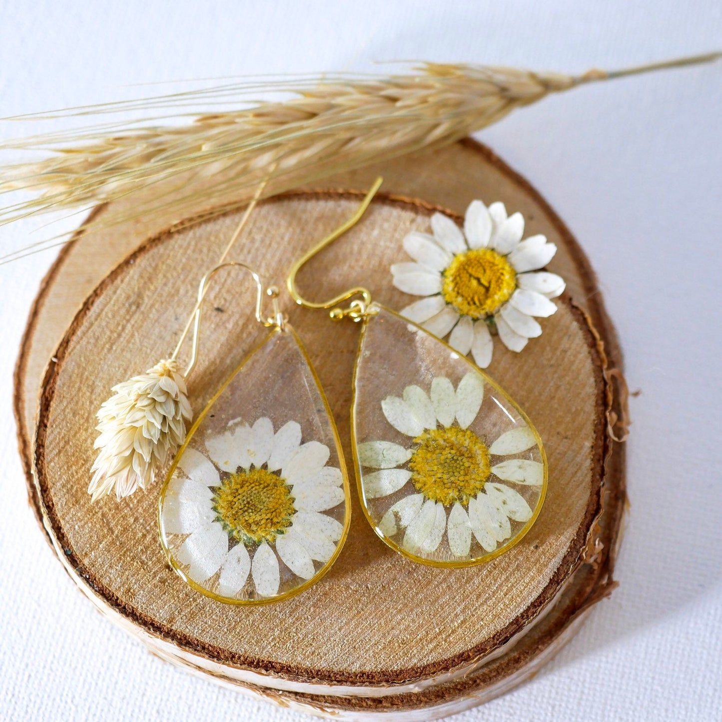 Pressed flower daisy earrings,   gold dangles,  real flower jewelry, resin jewelry, terrarium earrings