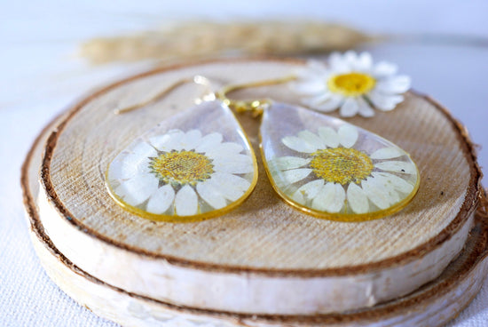 Pressed flower daisy earrings,   gold dangles,  real flower jewelry, resin jewelry, terrarium earrings