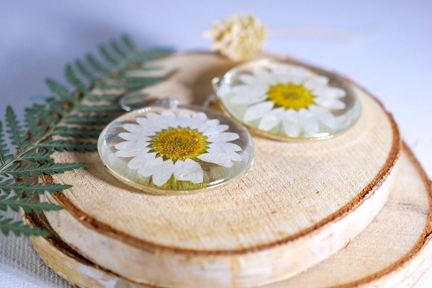 Pressed flower daisy earrings, real flowers,  silver statement dangles,  terrarium earrings, real flower jewelry