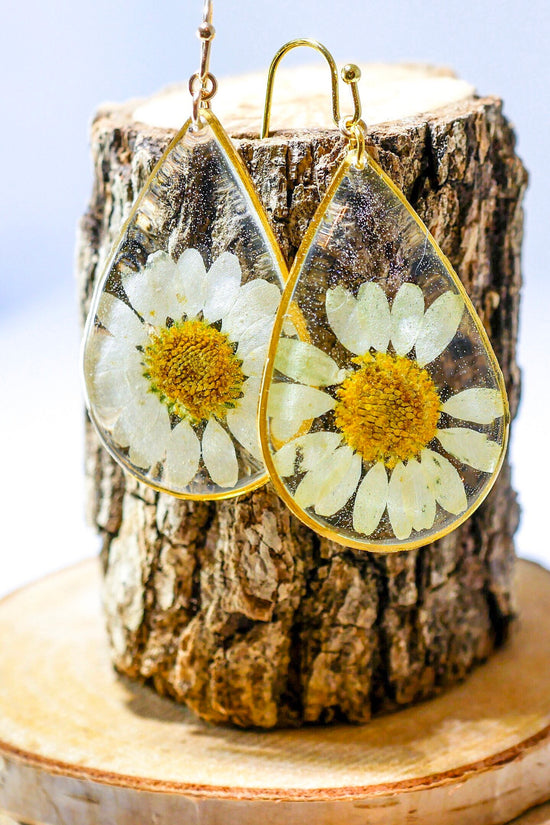 Pressed flower daisy earrings,   gold dangles,  real flower jewelry, resin jewelry, terrarium earrings