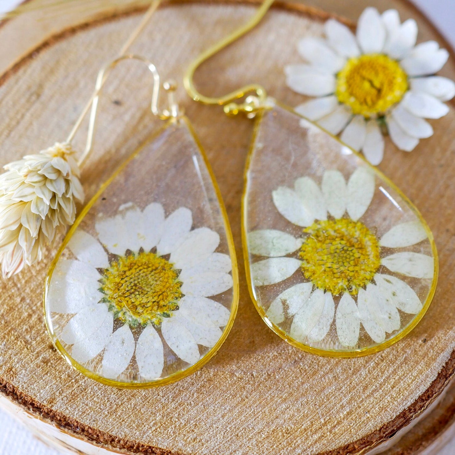 Pressed flower daisy earrings,   gold dangles,  real flower jewelry, resin jewelry, terrarium earrings