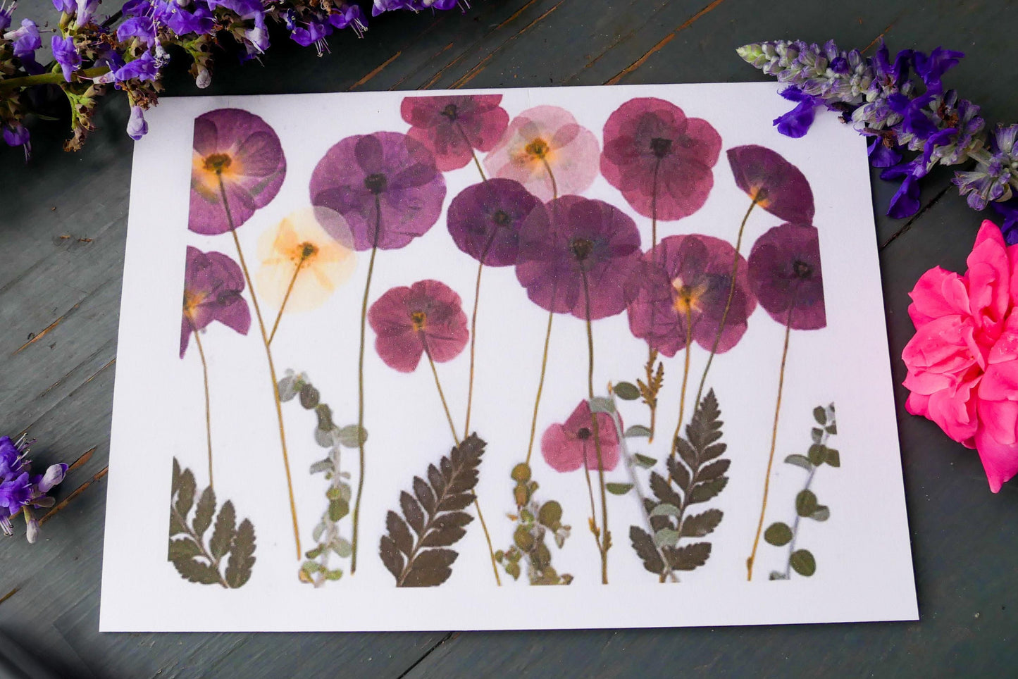 Pressed Poppy greeting card PRINT,  poppy art, blank greeting card, real flower card