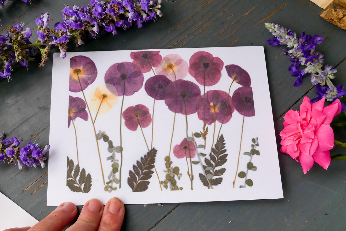 Pressed Poppy greeting card PRINT,  poppy art, blank greeting card, real flower card
