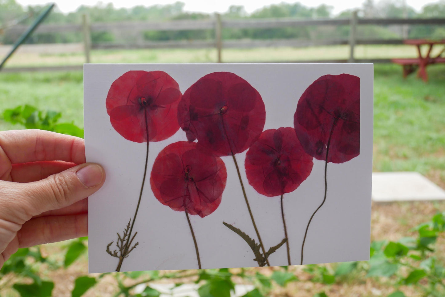 Pressed Poppy Greeting Card – 5x7 Botanical Print | Handmade Flower Card | Blank Card with Envelope | Frameable Art Print