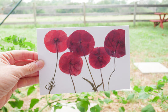 Pressed Poppy Greeting Card – 5x7 Botanical Print | Handmade Flower Card | Blank Card with Envelope | Frameable Art Print