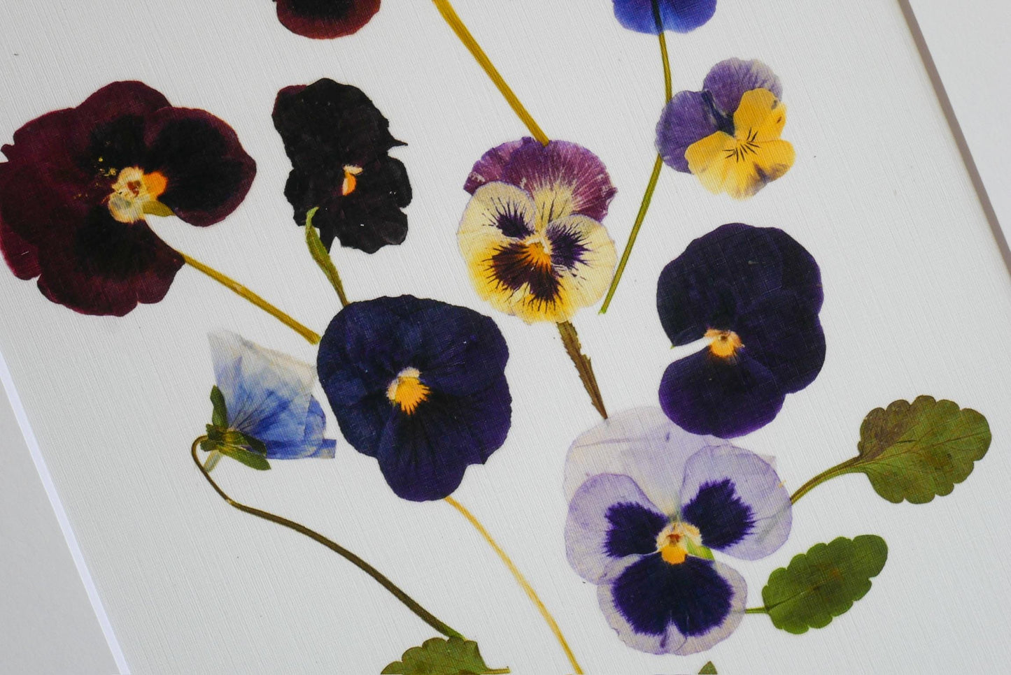 a close-up view of a collection of colorful dried flowers, including pansies and other flowers, arranged in a visually appealing manner.