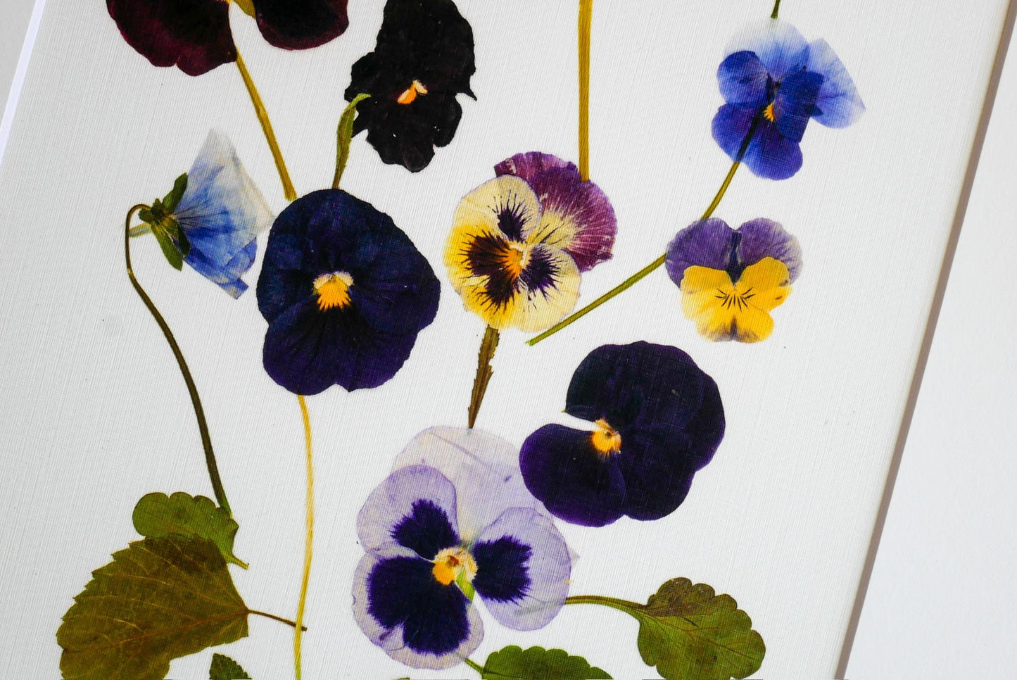 a close-up view of a variety of colorful flowers, including pansies and daisies, against a white background.