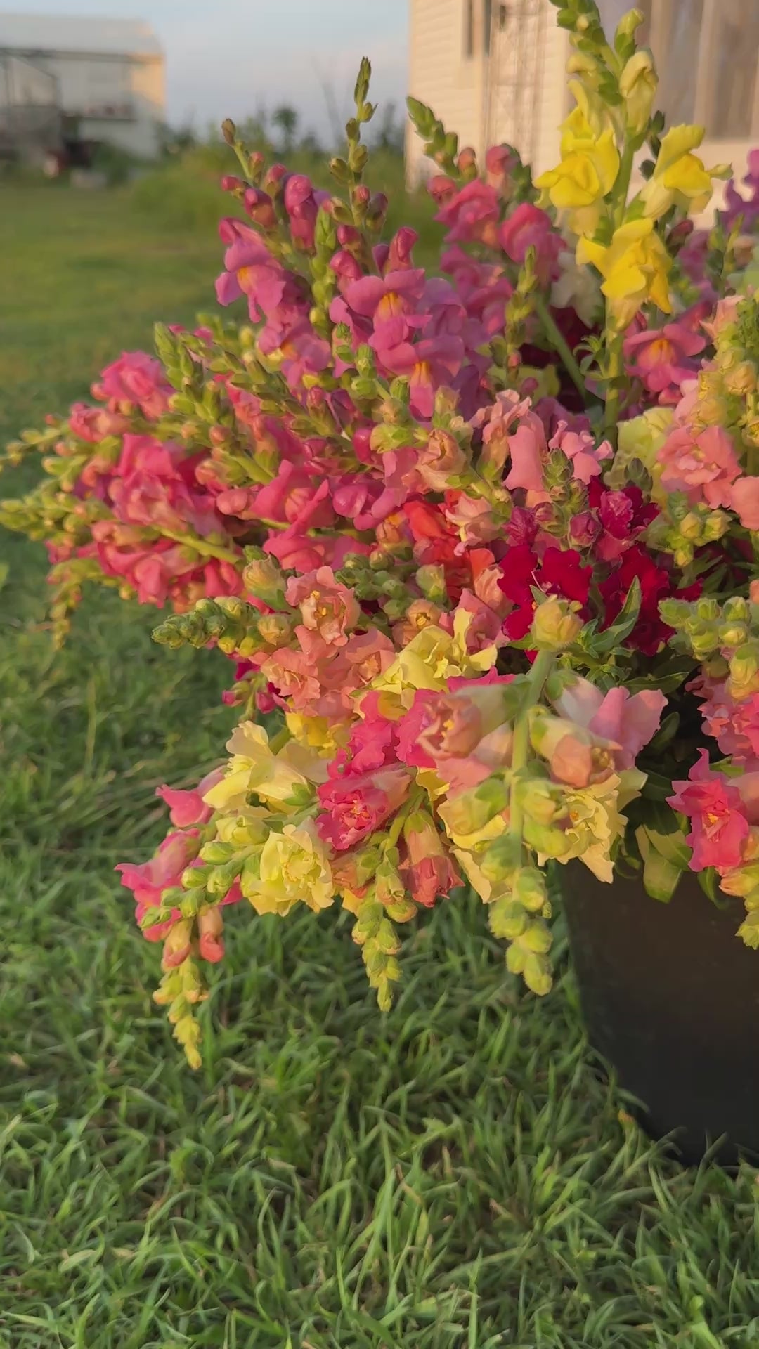 Load and play video in Gallery viewer, Spring farm fresh flower CSA preorder
